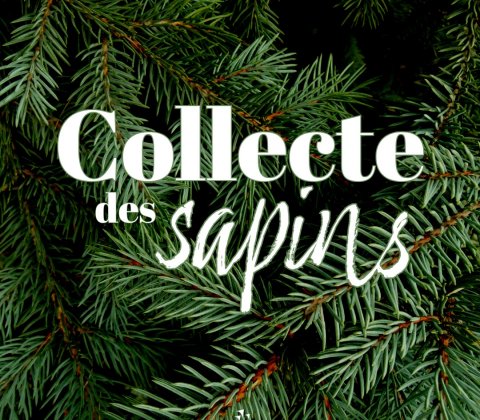 Collecte des sapins de Noël