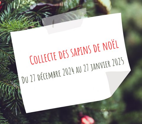 Collecte des sapins de Noël