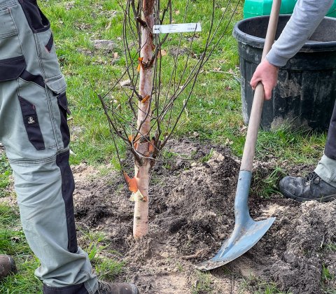 Reboisement du bois Magnier