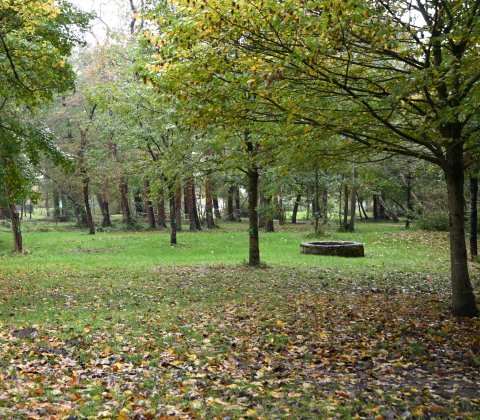 Travaux de sécurisation et replantation au Bois Magnier