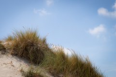 Dunes et Oyats à Berck-sur-Mer