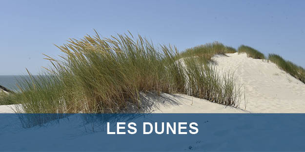 vignettes dunes